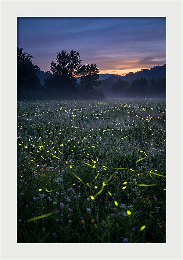 Fireflies Dancing In Twilight