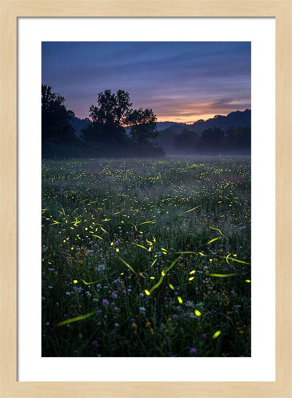 Fireflies Dancing In Twilight