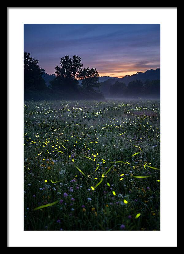 Fireflies Dancing In Twilight