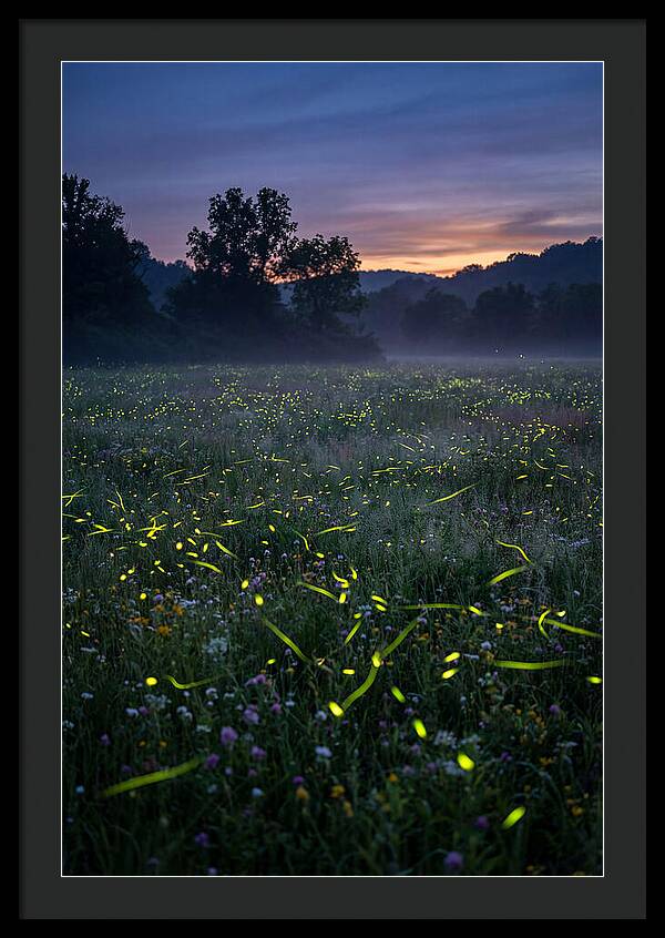 Fireflies Dancing In Twilight