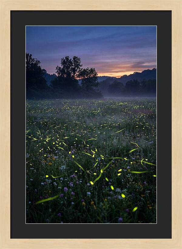 Fireflies Dancing In Twilight
