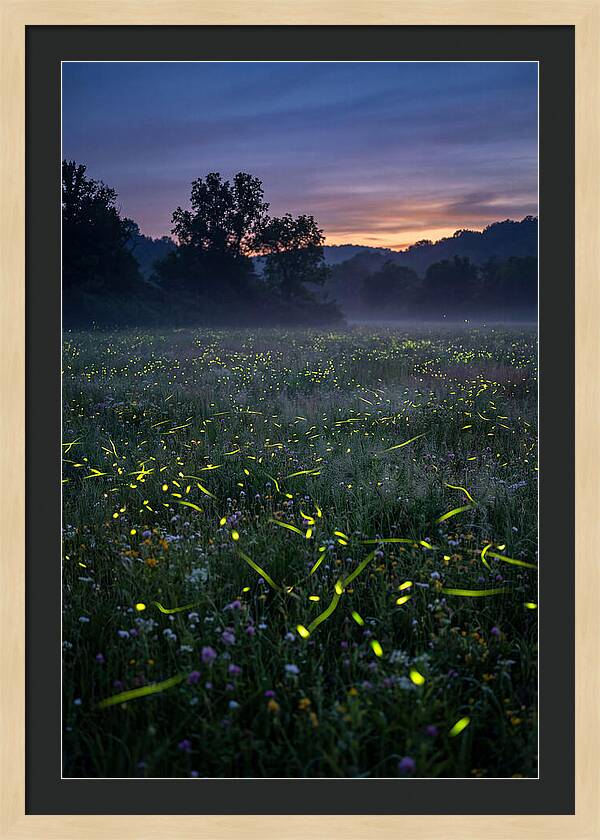 Fireflies Dancing In Twilight