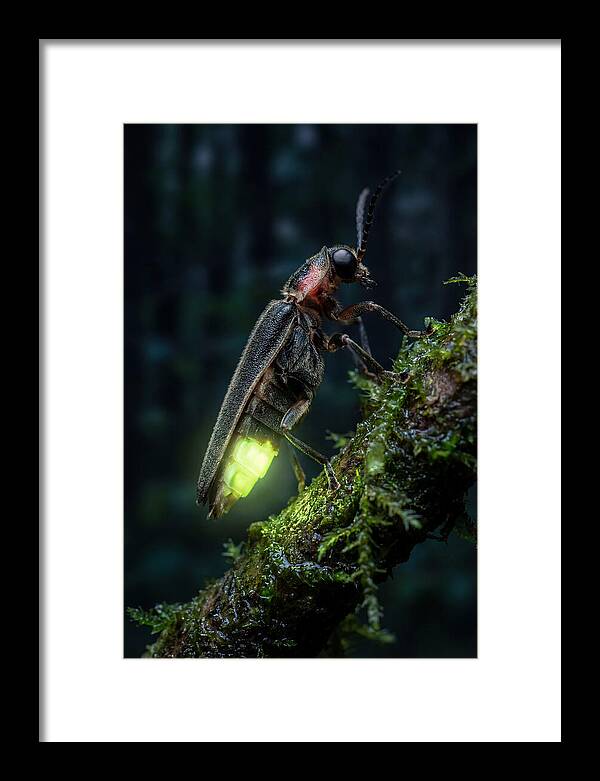 Firefly Illuminating The Night