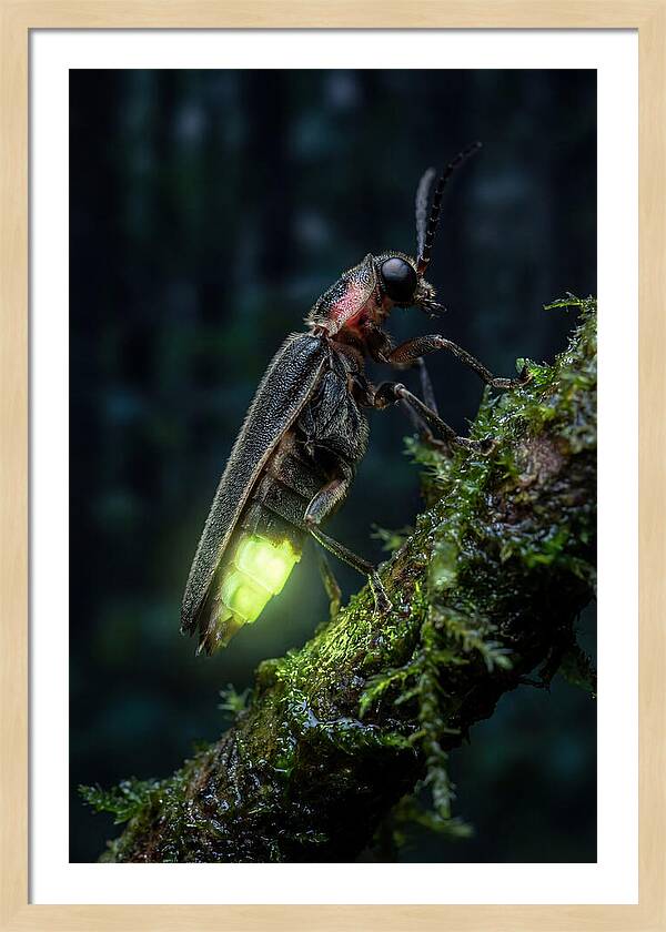 Firefly Illuminating The Night