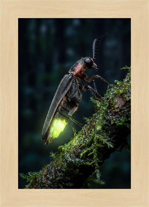 Firefly Illuminating The Night