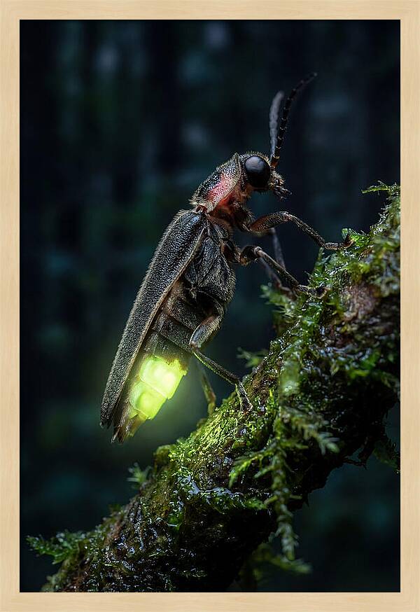 Firefly Illuminating The Night