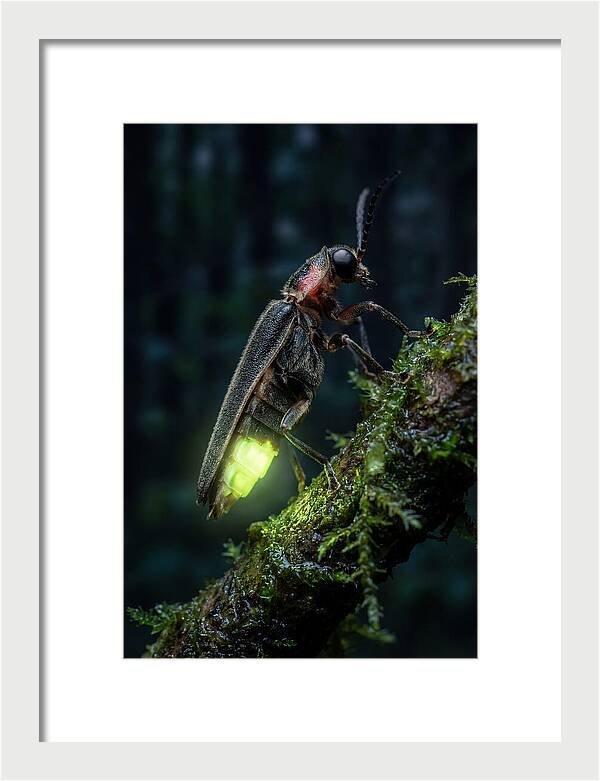 Firefly Illuminating The Night