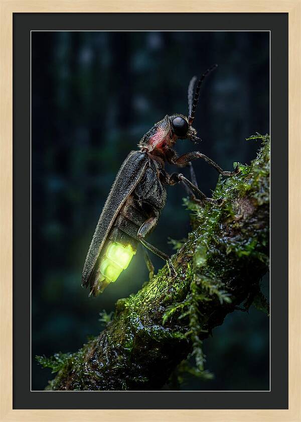 Firefly Illuminating The Night