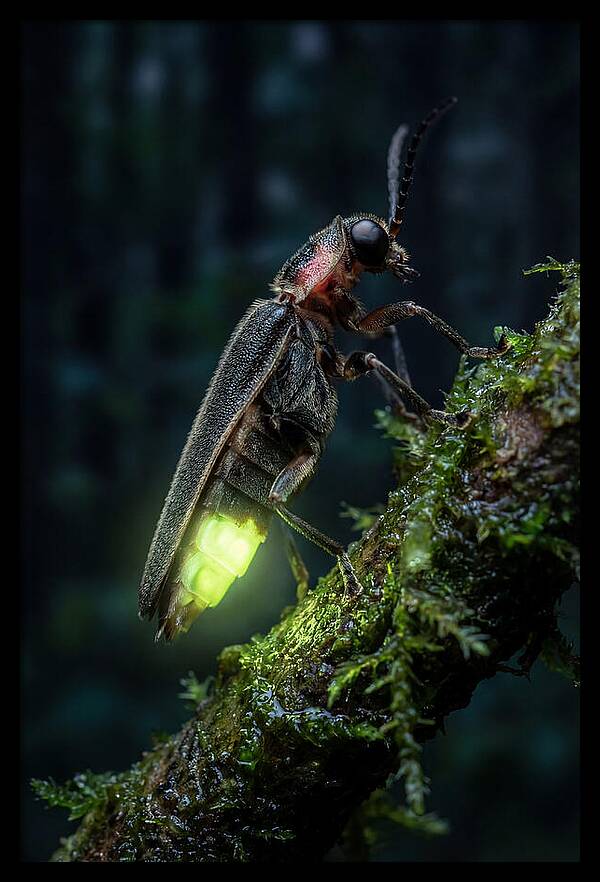 Firefly Illuminating The Night