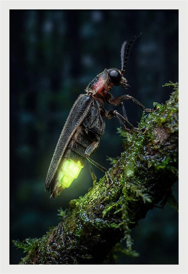 Firefly Illuminating The Night