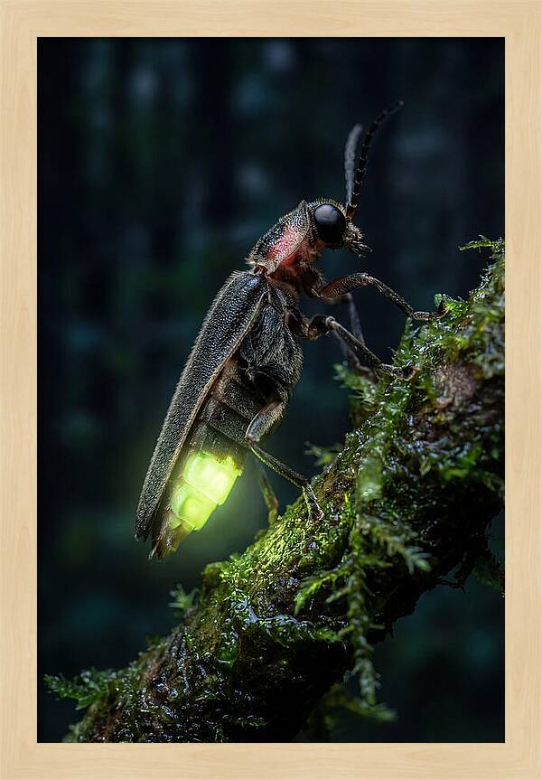 Firefly Illuminating The Night