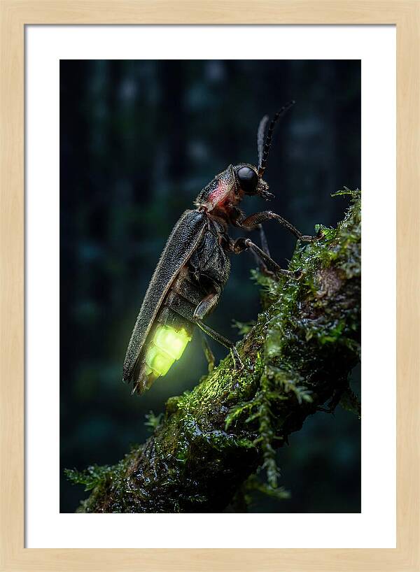Firefly Illuminating The Night