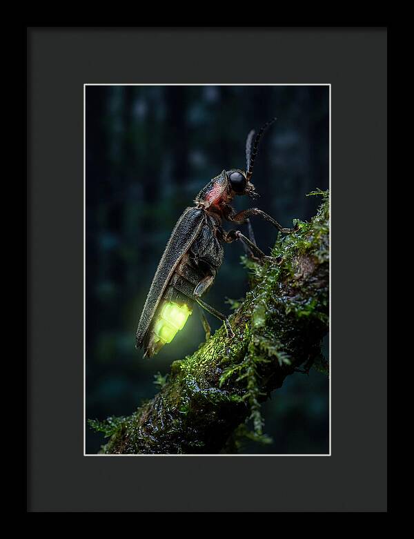 Firefly Illuminating The Night