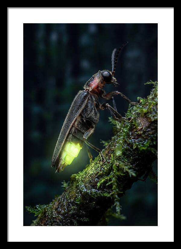 Firefly Illuminating The Night