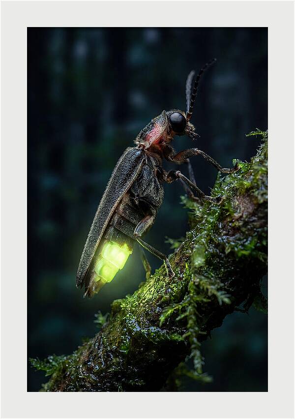 Firefly Illuminating The Night