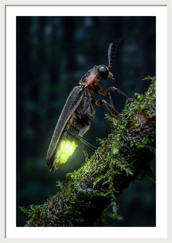 Firefly Illuminating The Night