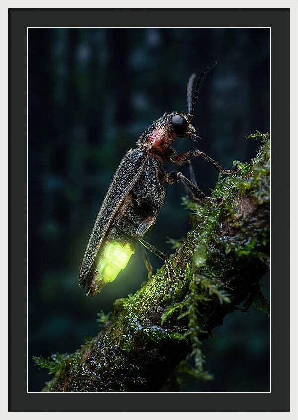 Firefly Illuminating The Night