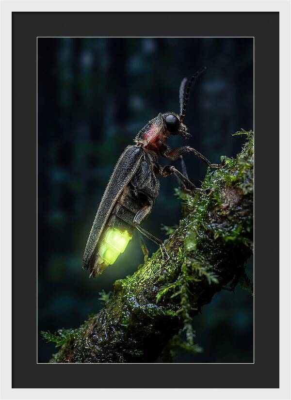 Firefly Illuminating The Night