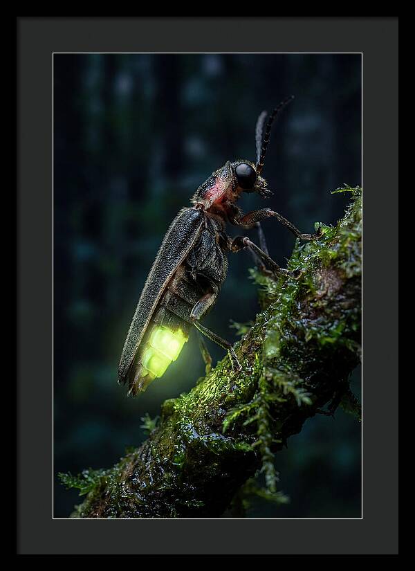 Firefly Illuminating The Night