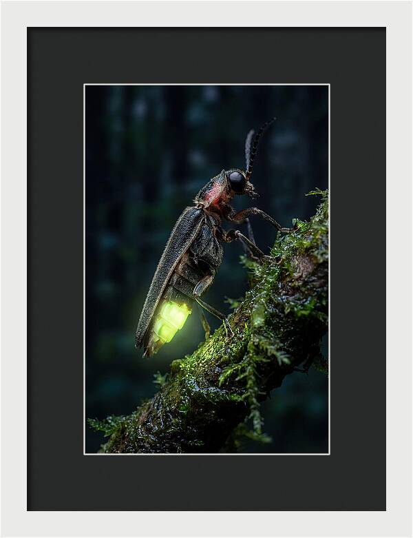 Firefly Illuminating The Night