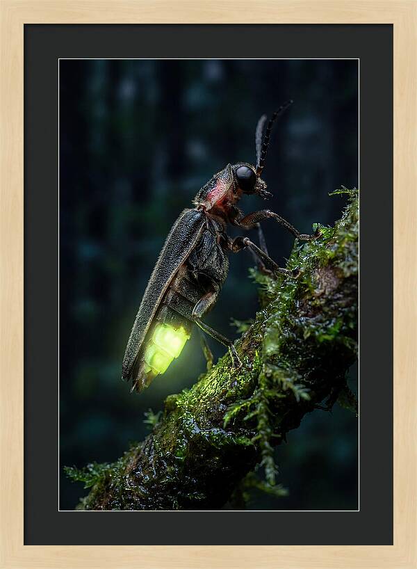 Firefly Illuminating The Night