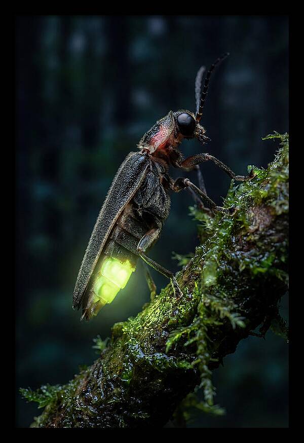 Firefly Illuminating The Night