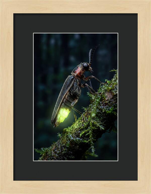 Firefly Illuminating The Night