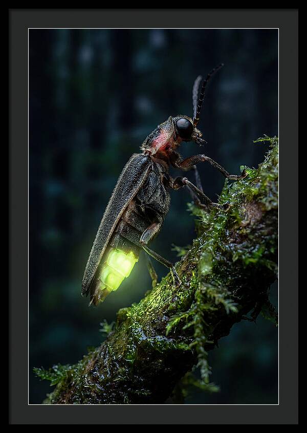 Firefly Illuminating The Night