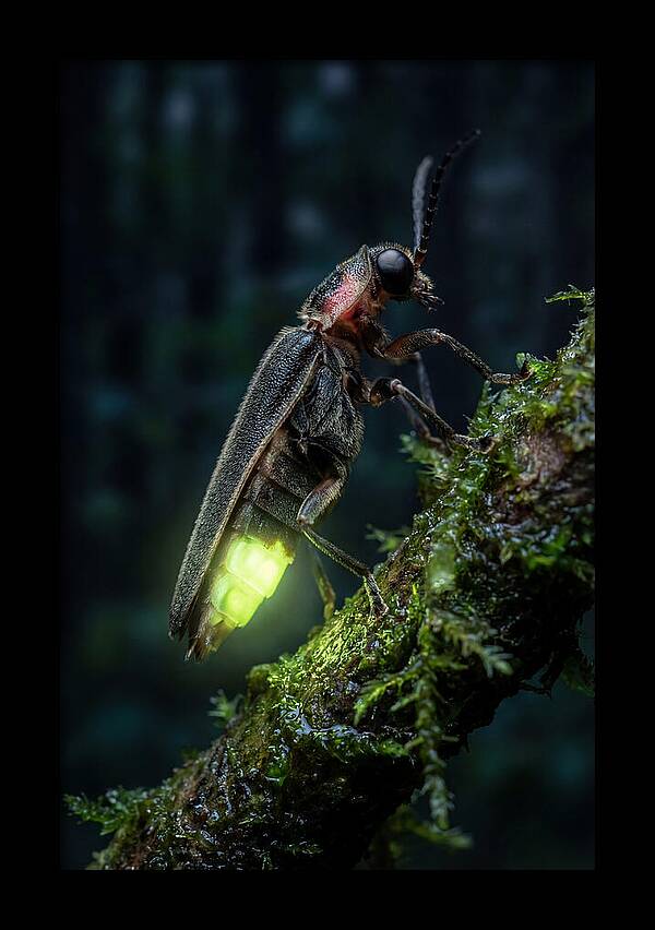 Firefly Illuminating The Night