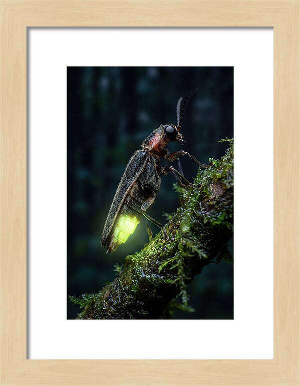 Firefly Illuminating The Night