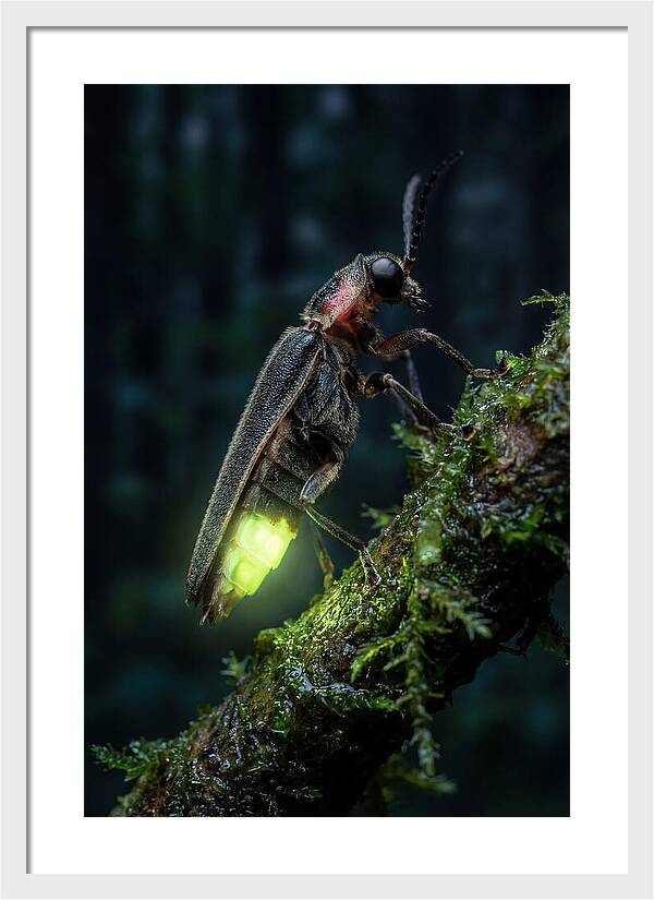 Firefly Illuminating The Night