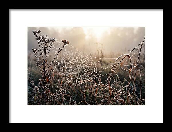 First Frost On Spider Web