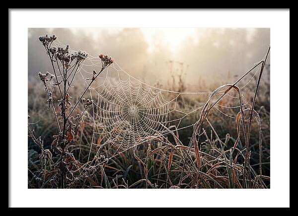 First Frost On Spider Web