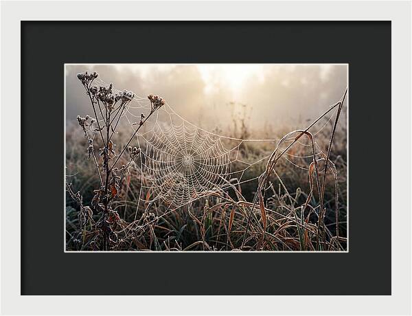 First Frost On Spider Web