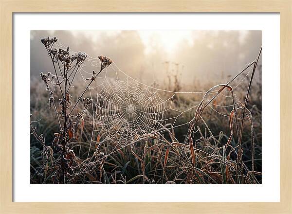 First Frost On Spider Web