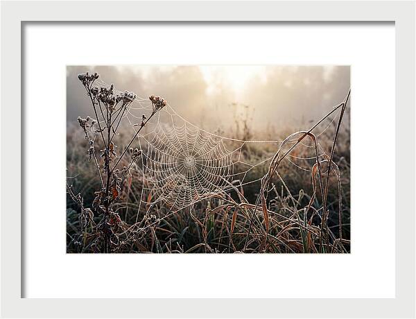 First Frost On Spider Web