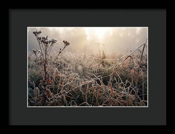 First Frost On Spider Web