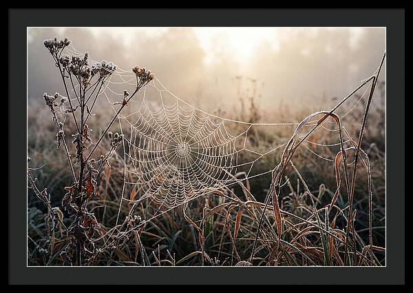 First Frost On Spider Web