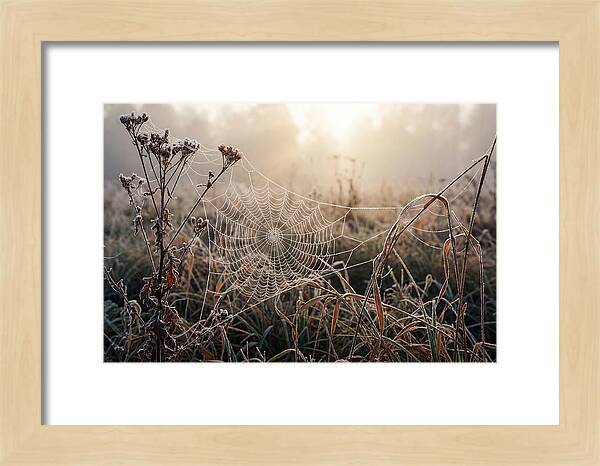 First Frost On Spider Web