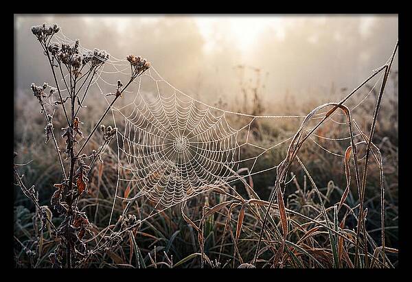First Frost On Spider Web