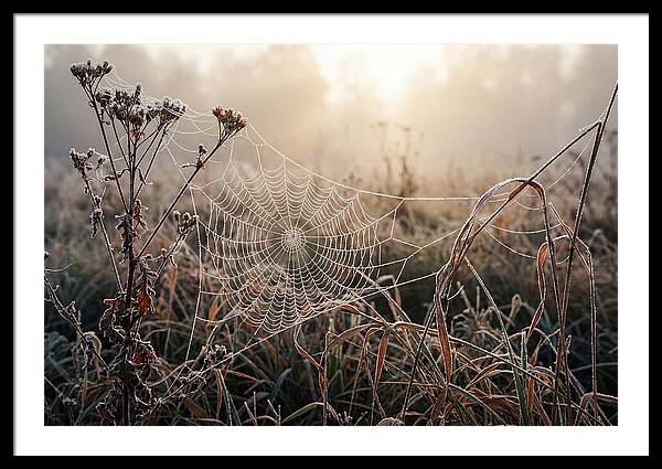 First Frost On Spider Web