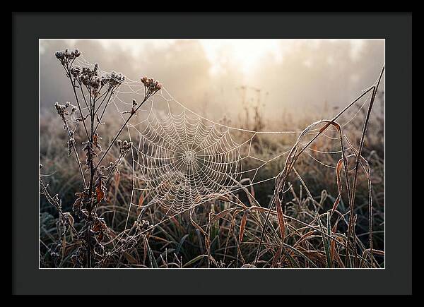 First Frost On Spider Web