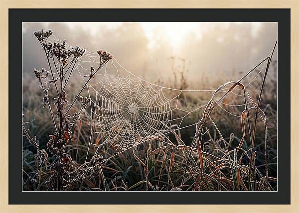 First Frost On Spider Web