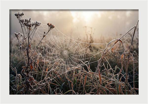 First Frost On Spider Web