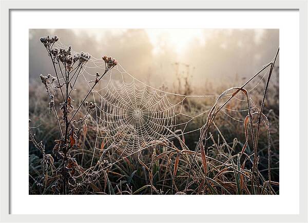 First Frost On Spider Web