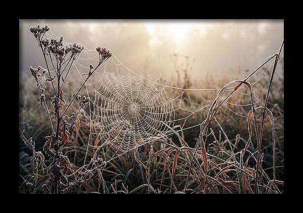 First Frost On Spider Web