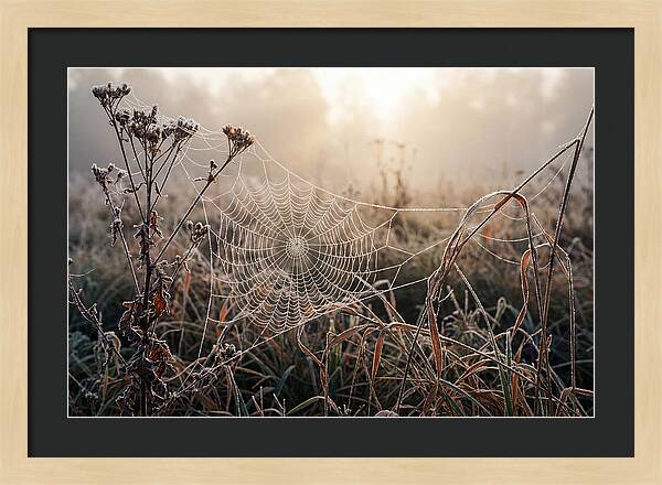 First Frost On Spider Web