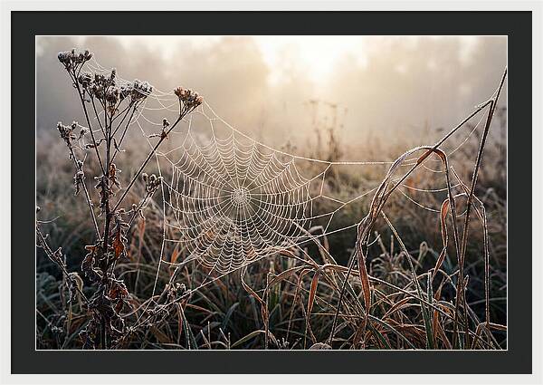 First Frost On Spider Web
