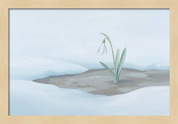 First Snowdrop Emerging Through Last Winter