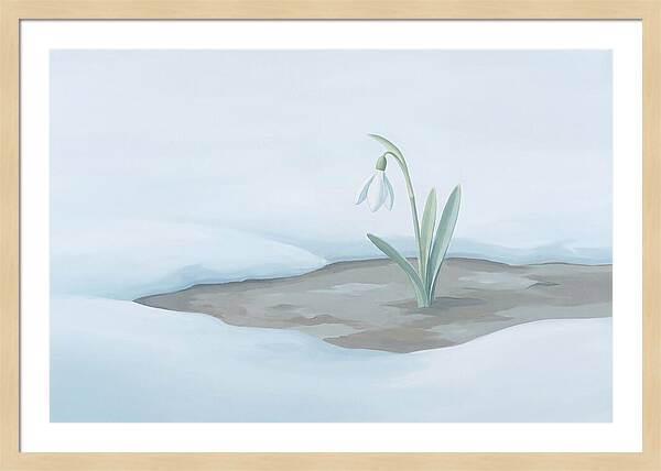 First Snowdrop Emerging Through Last Winter